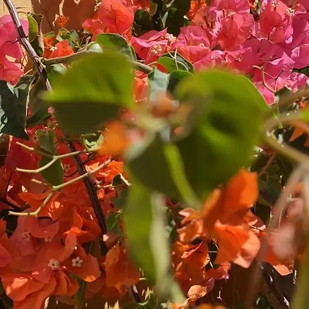 Jardin Canario *